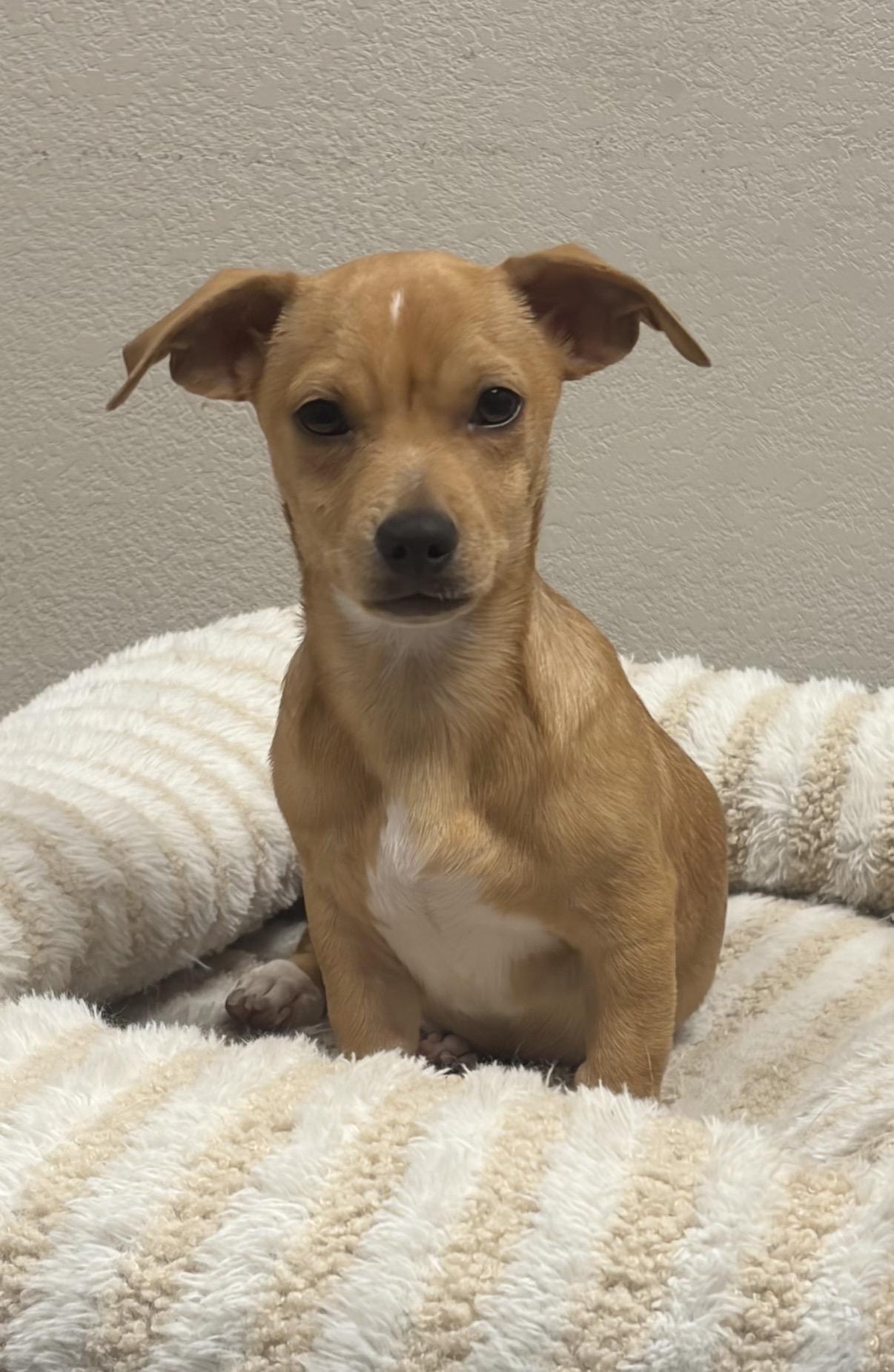 Mots, a ADOPTABLE mixed breed in Gilbert, AZ image 2/2