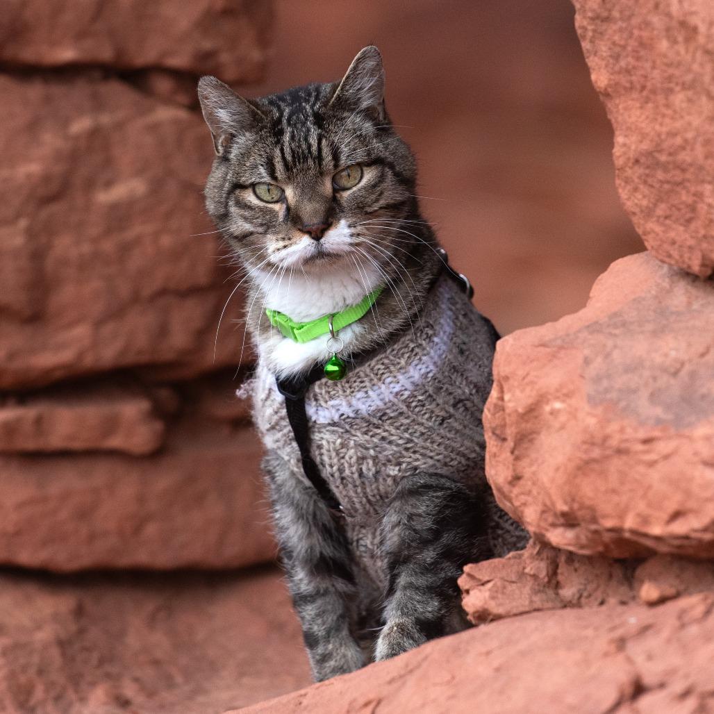 Bruce, a Adoptable Domestic Short Hair in Long Beach, CA image 4/6