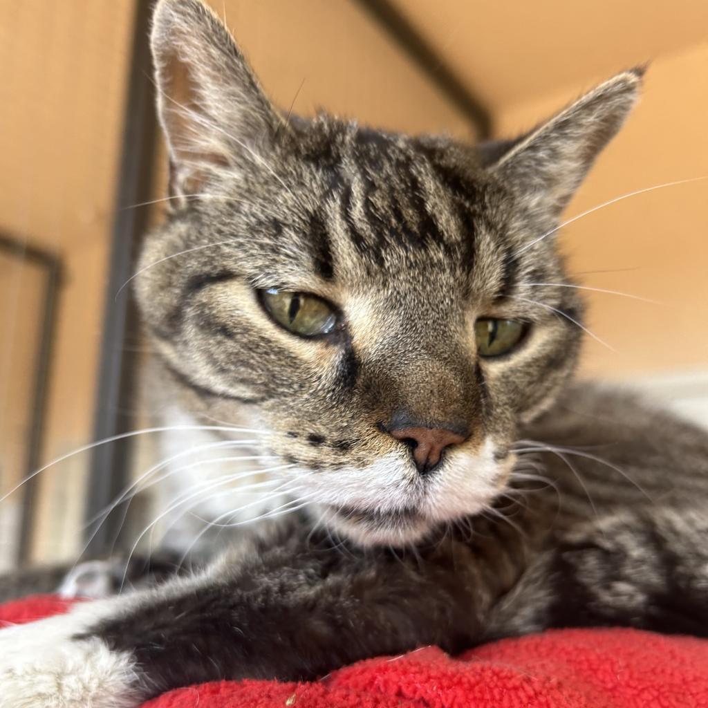 Bruce, a Adoptable Domestic Short Hair in Long Beach, CA image 5/6