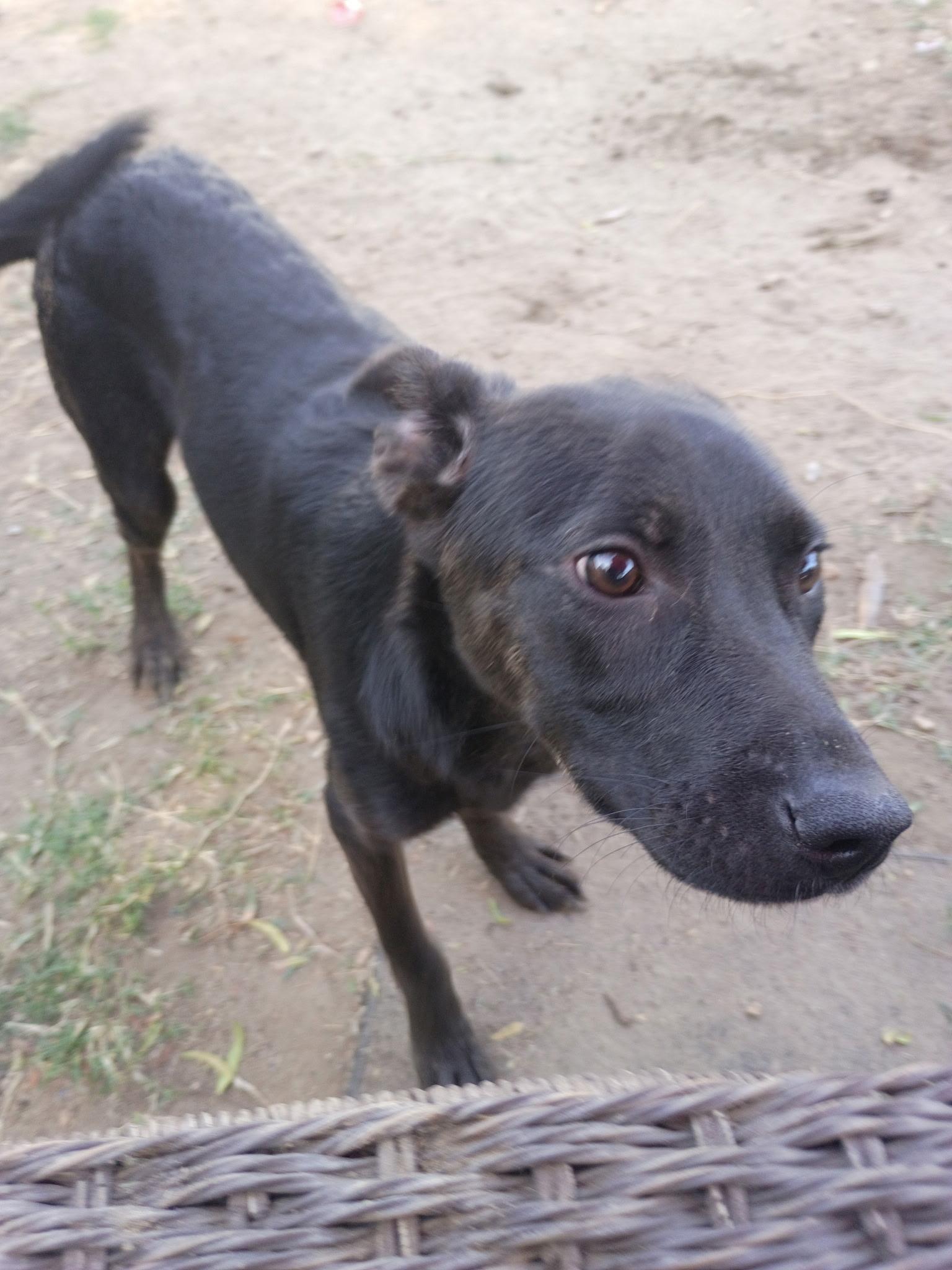 Electra , a Adoptable mixed breed in Seal Beach, CA image 2/6