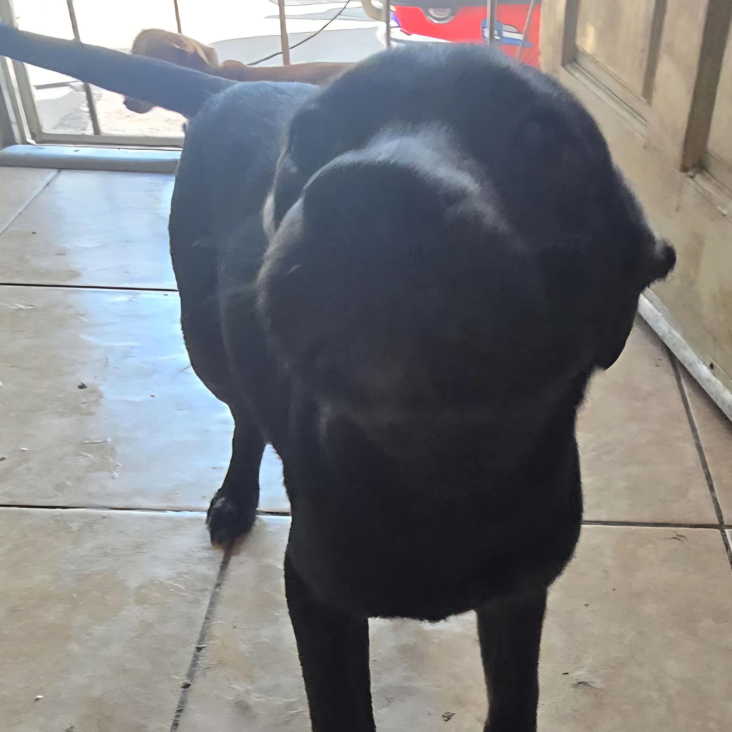 Enlarge Electra , a Adoptable mixed breed in Seal Beach, CA image 3/6