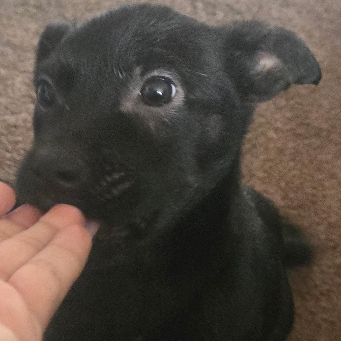 Enlarge Electra , a Adoptable mixed breed in Seal Beach, CA image 2/4