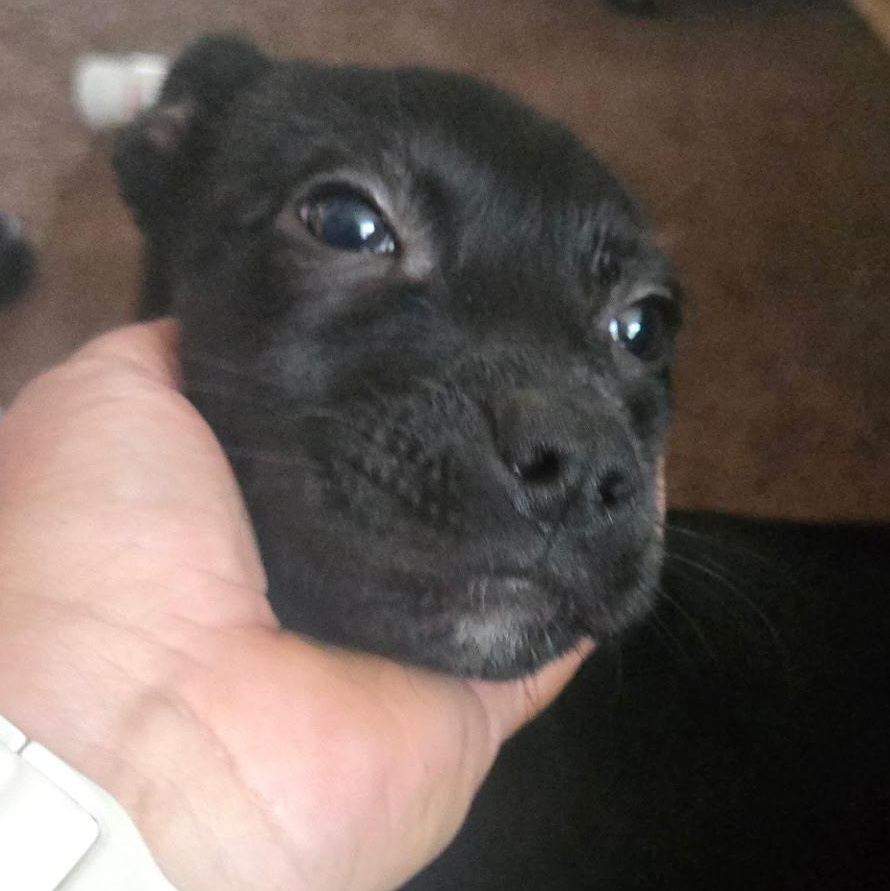 Enlarge Electra , a Adoptable mixed breed in Seal Beach, CA image 1/4