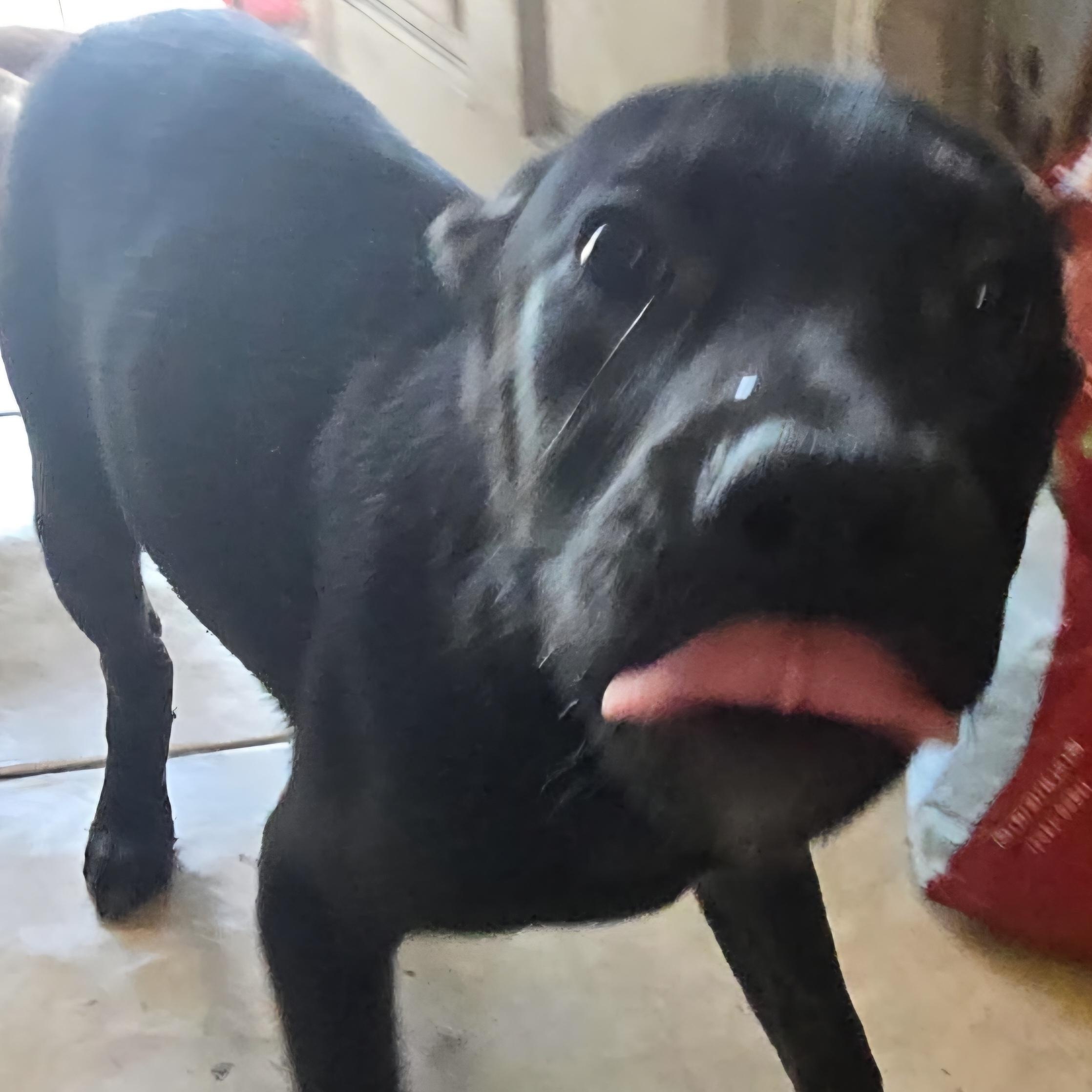 Electra , Adoptable, Young Female German Shepherd Dog & Pit Bull Terrier.