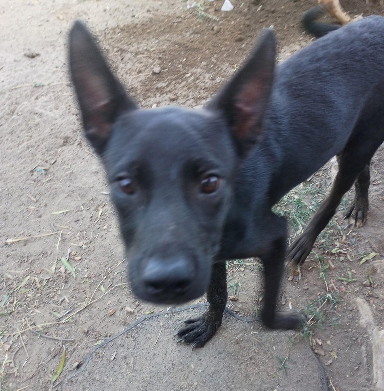 Electra , a Adoptable mixed breed in Seal Beach, CA image 3/6