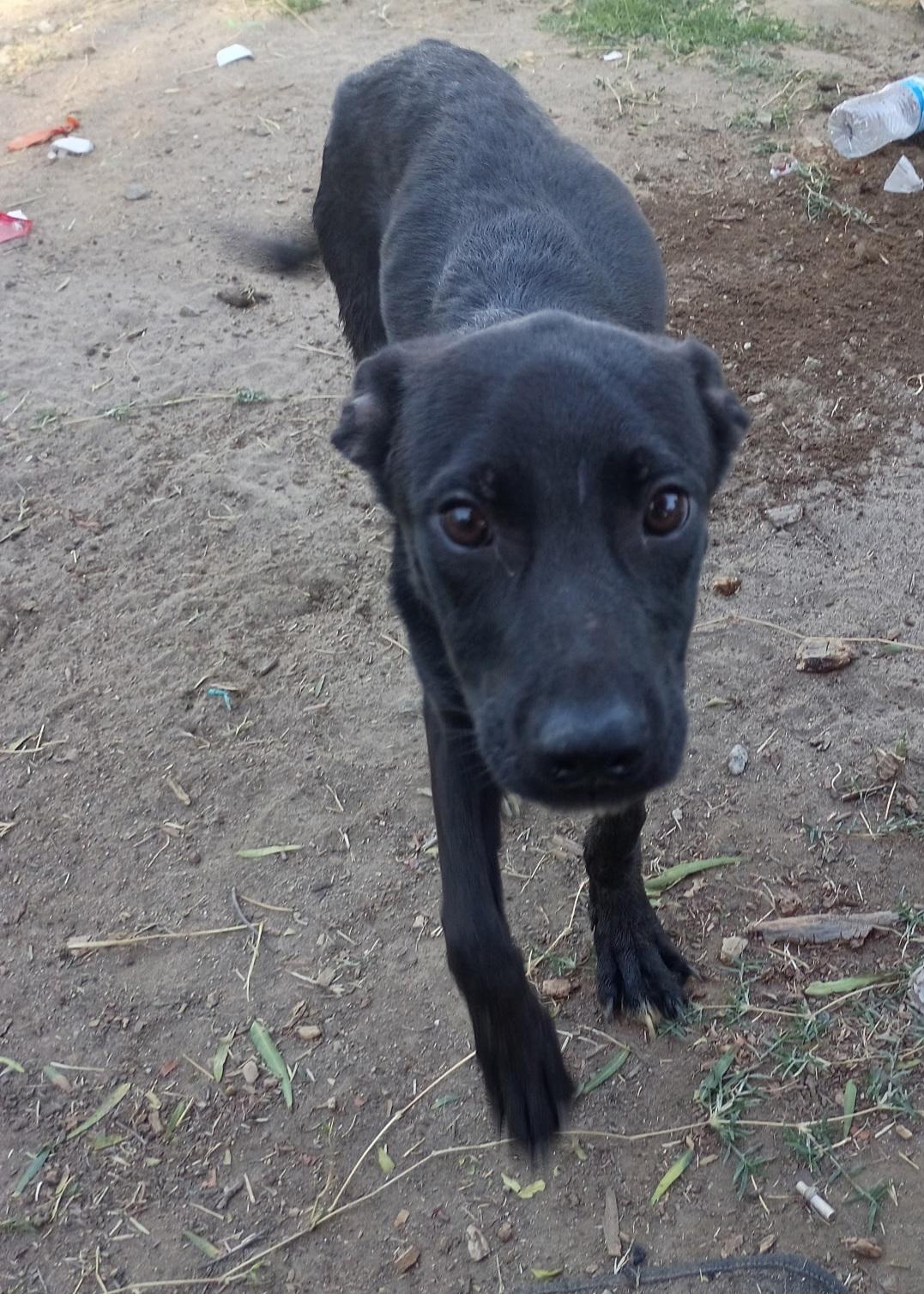 Electra , a Adoptable mixed breed in Seal Beach, CA image 4/6