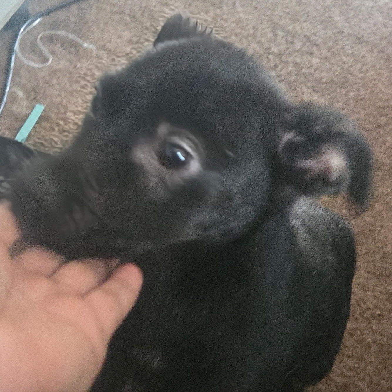 Enlarge Electra , a Adoptable mixed breed in Seal Beach, CA image 3/4