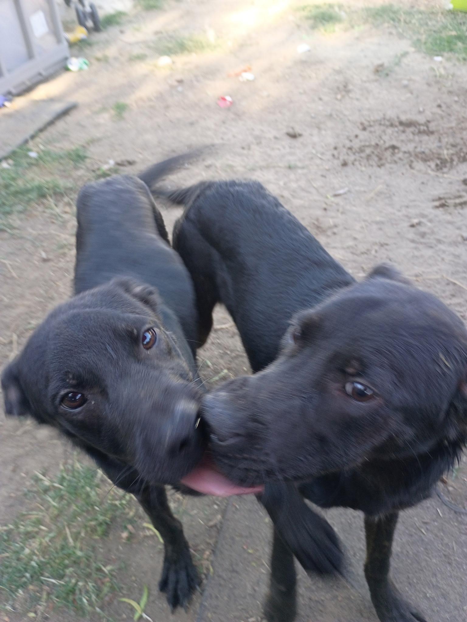 Electra , Adoptable, Young Female German Shepherd Dog & Pit Bull Terrier.