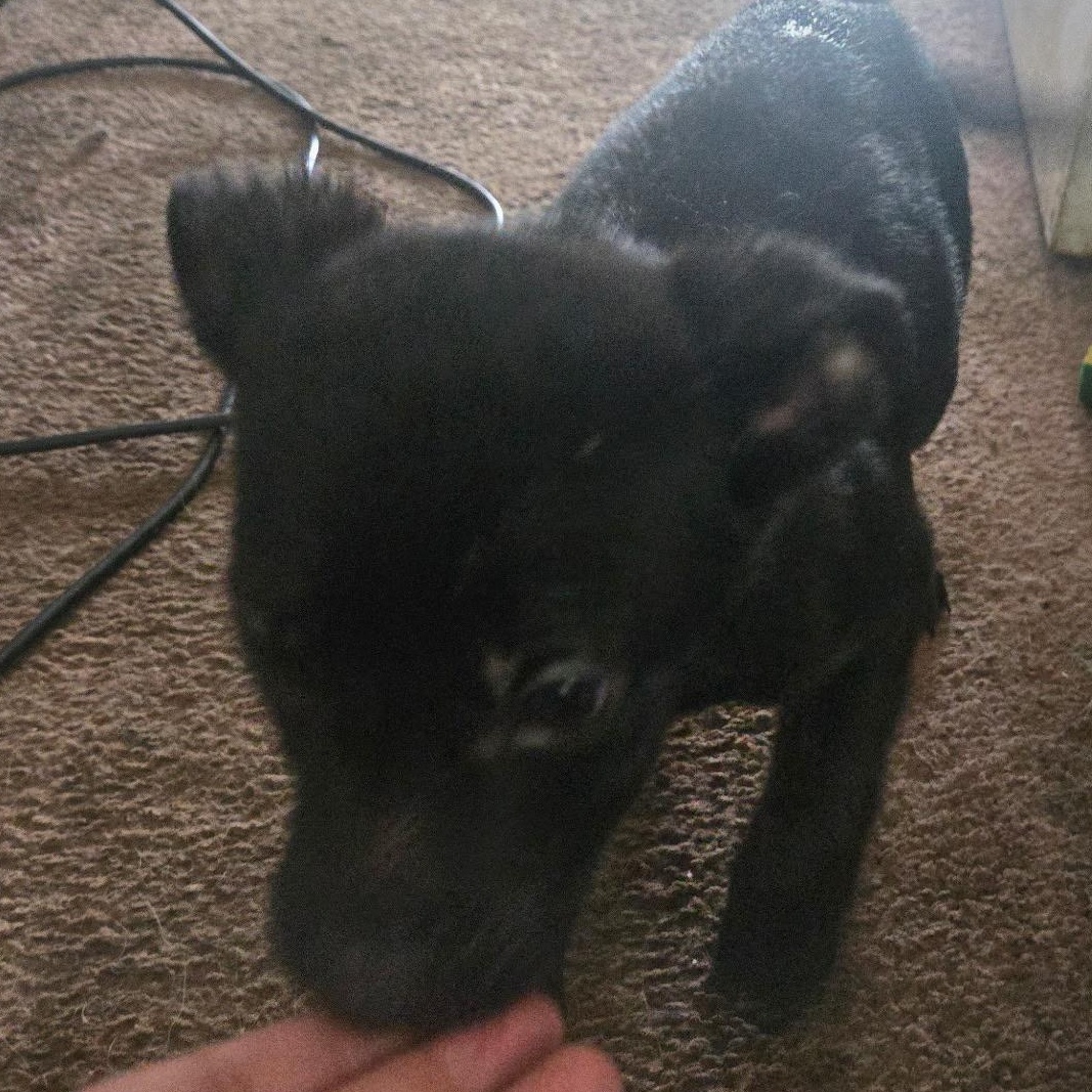 Enlarge Electra , a Adoptable mixed breed in Seal Beach, CA image 4/4