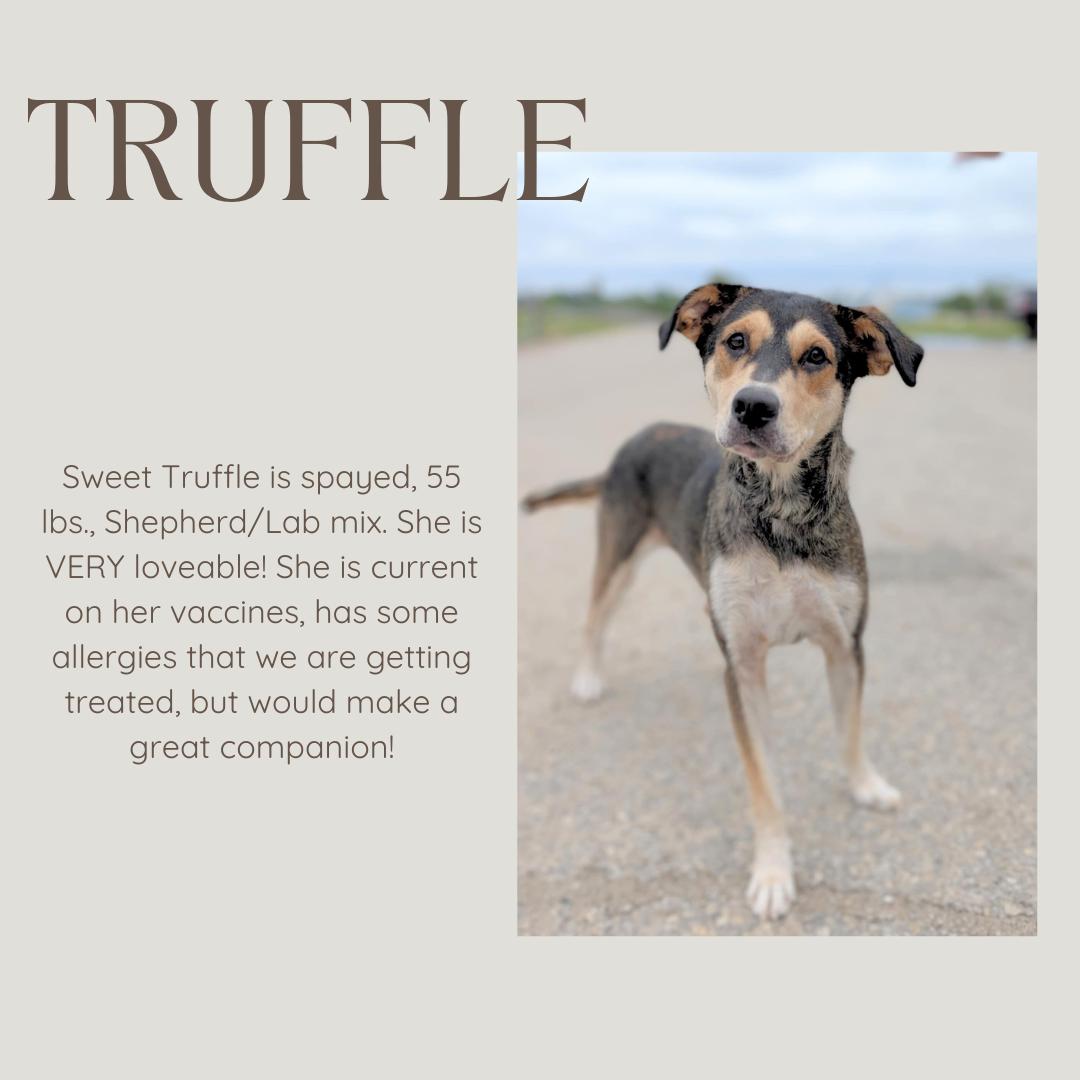 Truffle