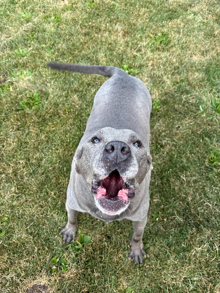 Asteria, Adoptable, Senior Female Hound.