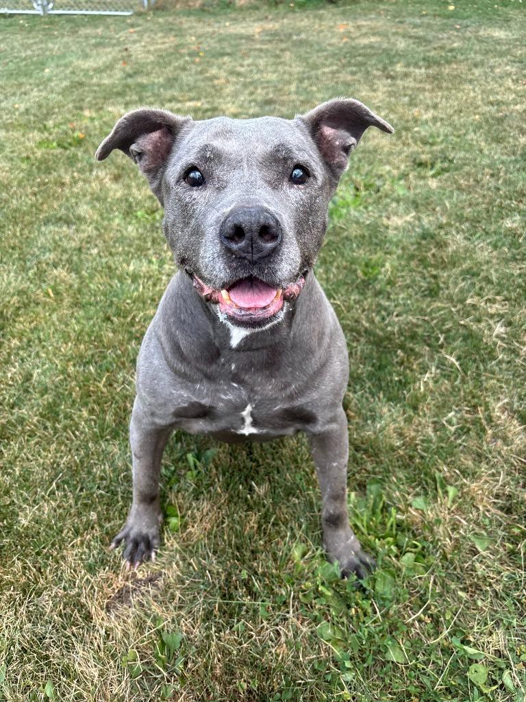 Enlarge Asteria, a Adoptable Hound in Findlay, OH image 2/6