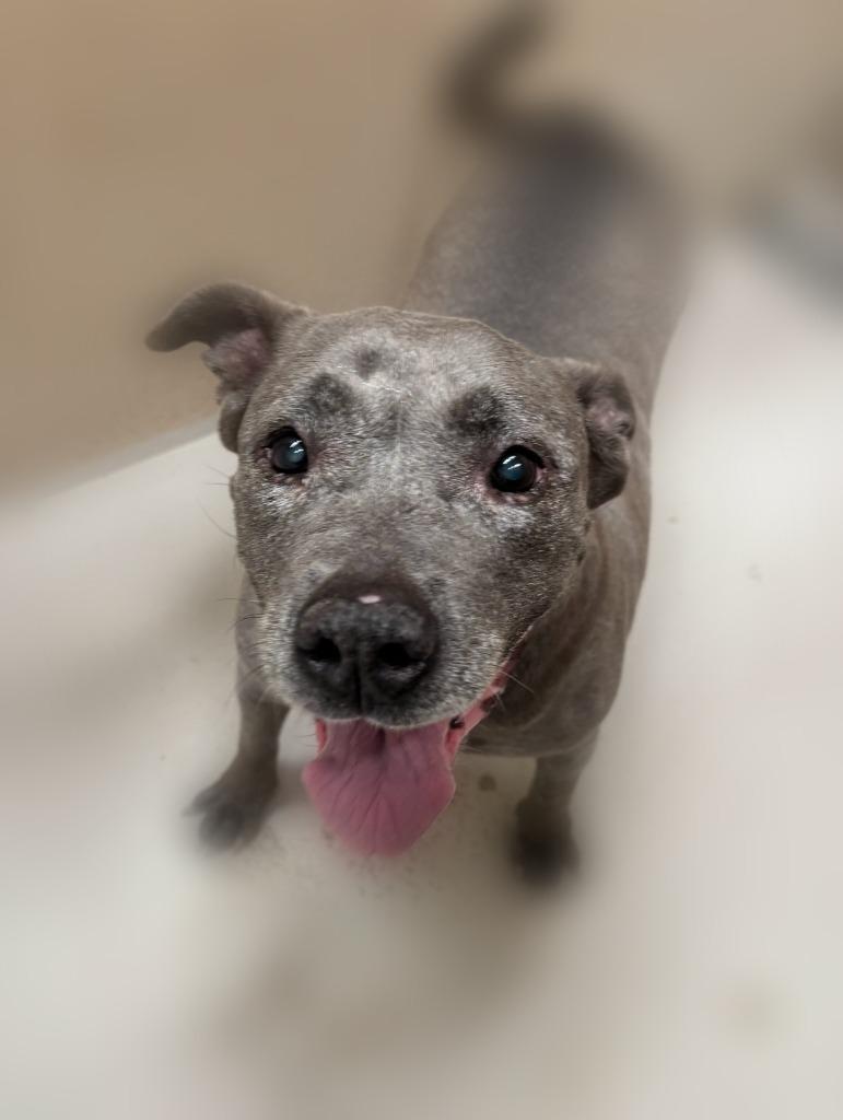 Enlarge Asteria, a Adoptable Hound in Findlay, OH image 3/6