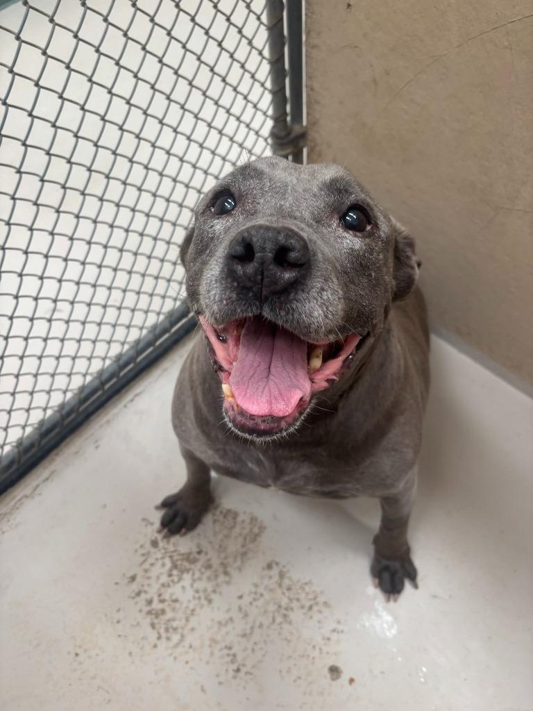 Enlarge Asteria, a Adoptable Hound in Findlay, OH image 4/6