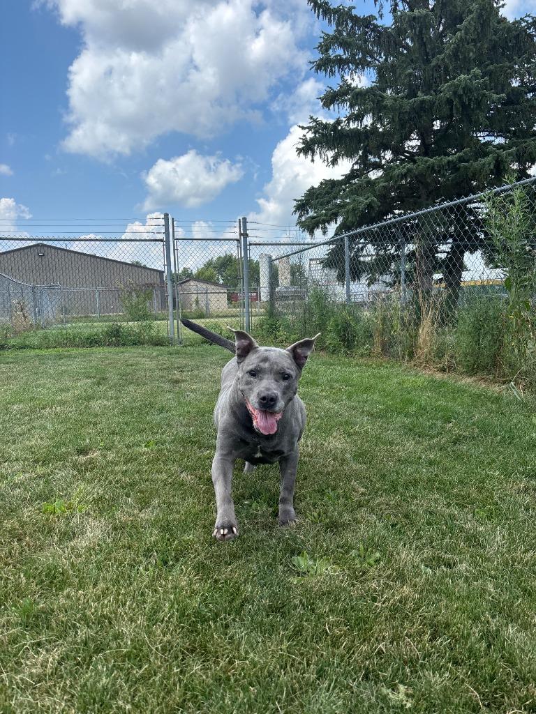 Enlarge Asteria, a Adoptable Hound in Findlay, OH image 6/6
