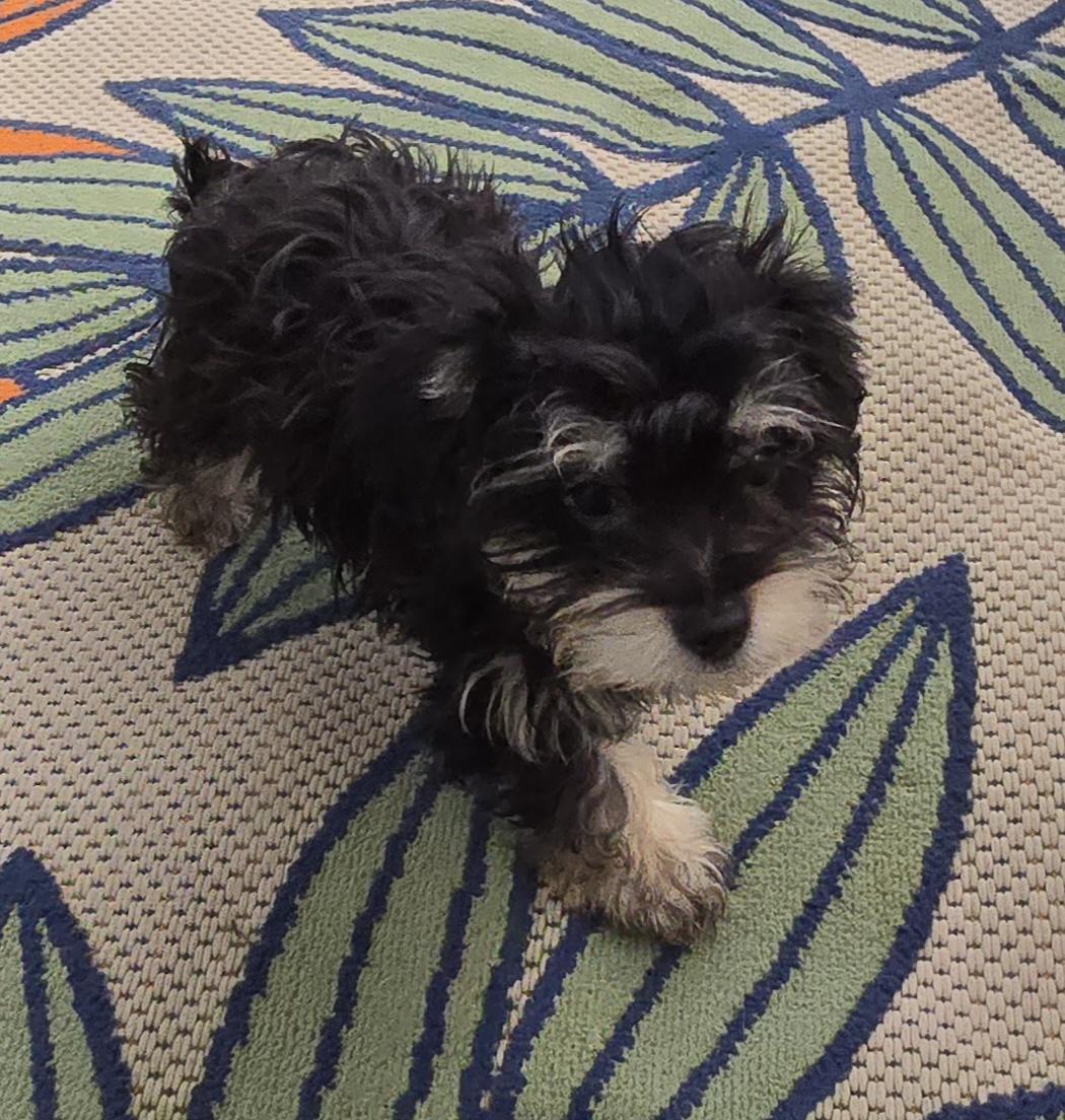 Eiran, ADOPTABLE, Puppy Male Maltipoo.