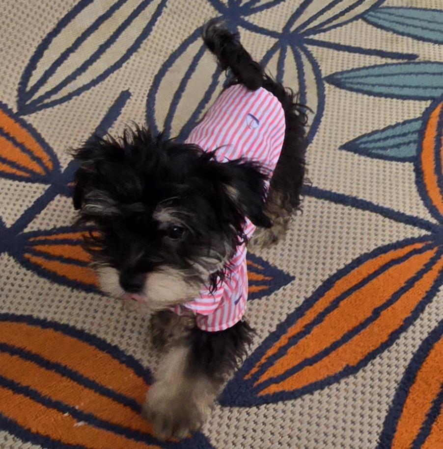 Enlarge Eiran, a ADOPTABLE Maltipoo in Fallbrook, CA image 2/6