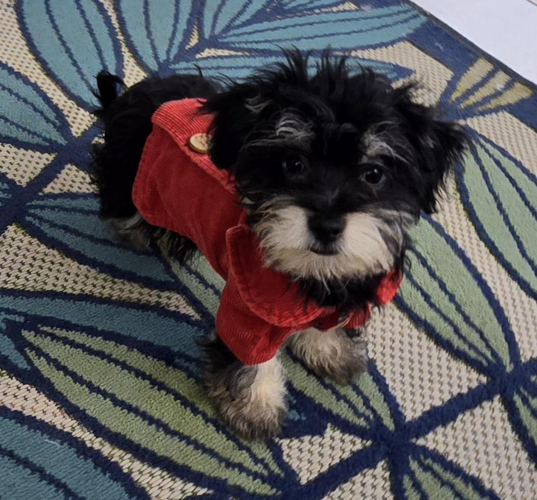 Enlarge Eiran, a ADOPTABLE Maltipoo in Fallbrook, CA image 5/6