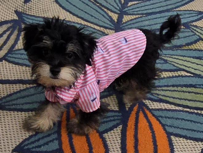 Enlarge Eiran, a ADOPTABLE Maltipoo in Fallbrook, CA image 4/6