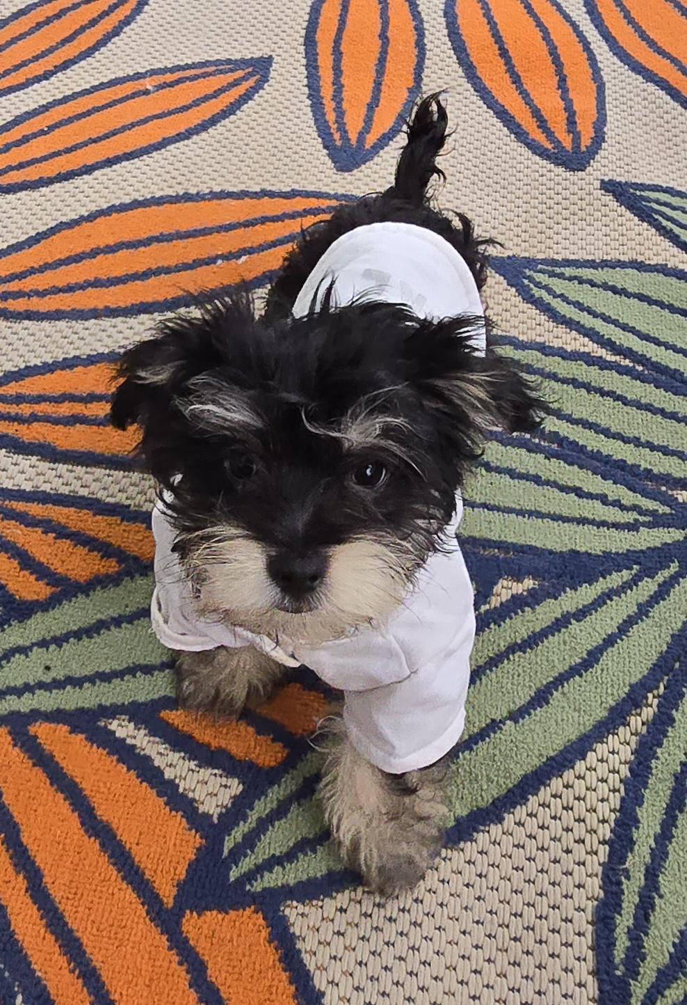 Enlarge Eiran, a ADOPTABLE Maltipoo in Fallbrook, CA image 3/6