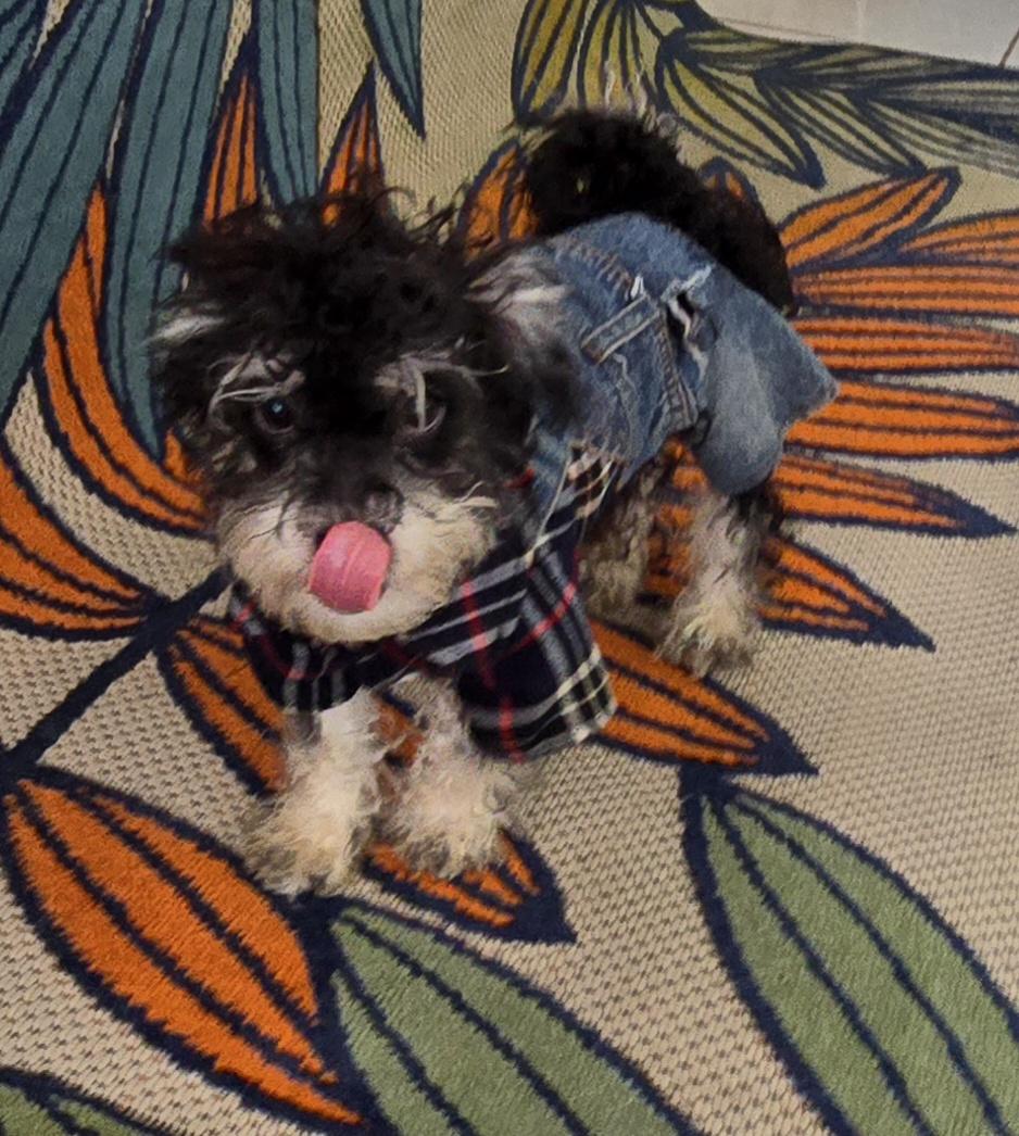 Enlarge Eiran, a ADOPTABLE Maltipoo in Fallbrook, CA image 6/6