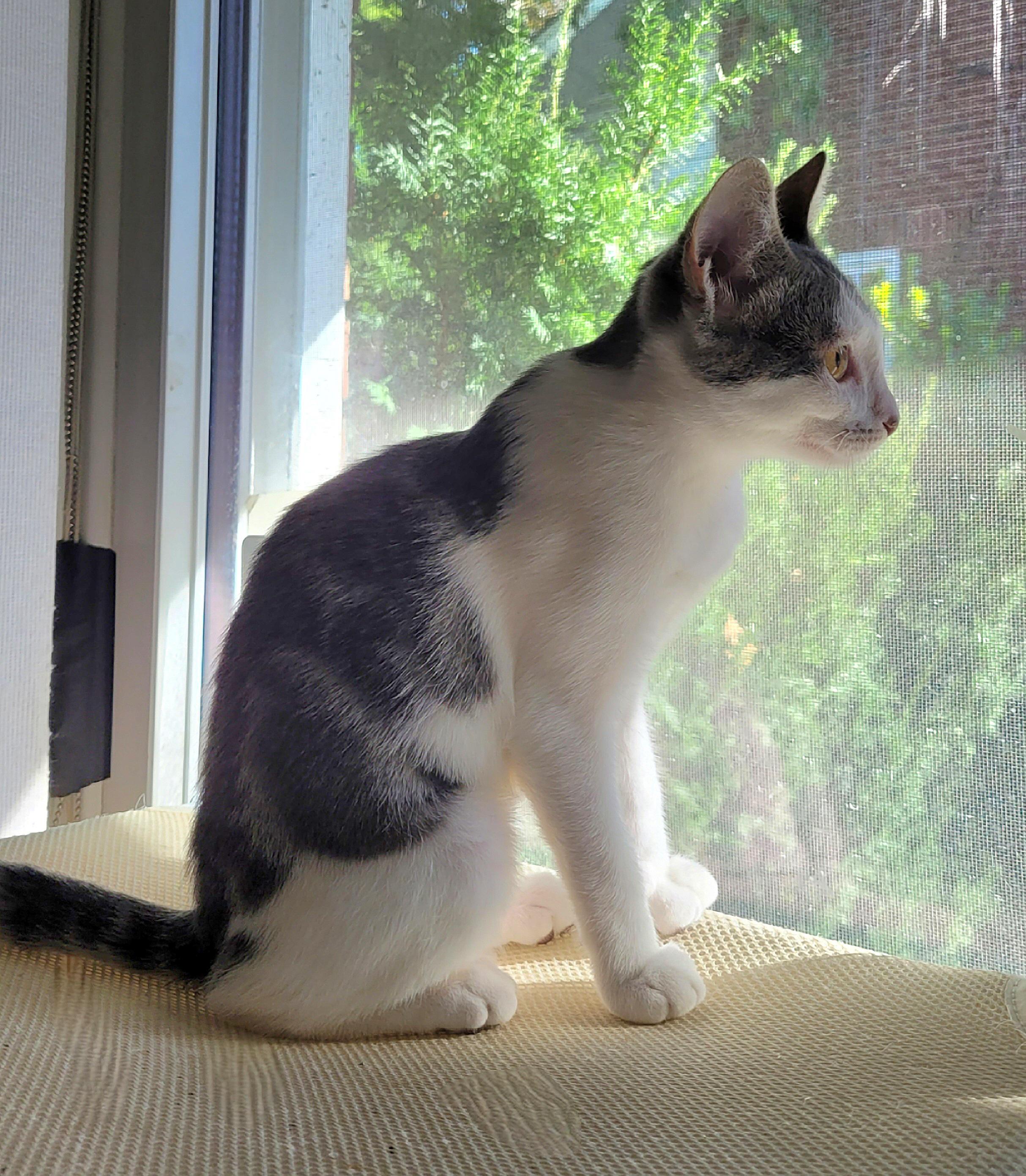 Enlarge Sofie, a Adoptable Domestic Short Hair in Whitehall, PA image 3/3