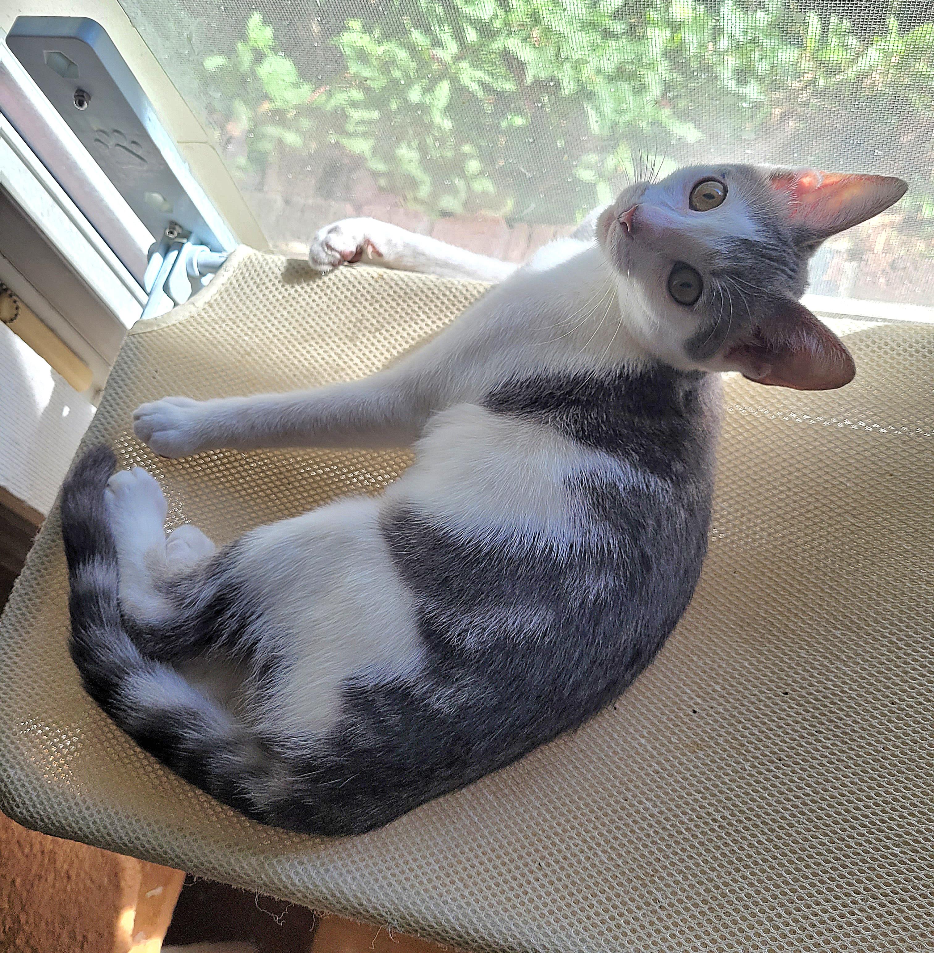 Enlarge Sofie, a Adoptable Domestic Short Hair in Whitehall, PA image 2/3