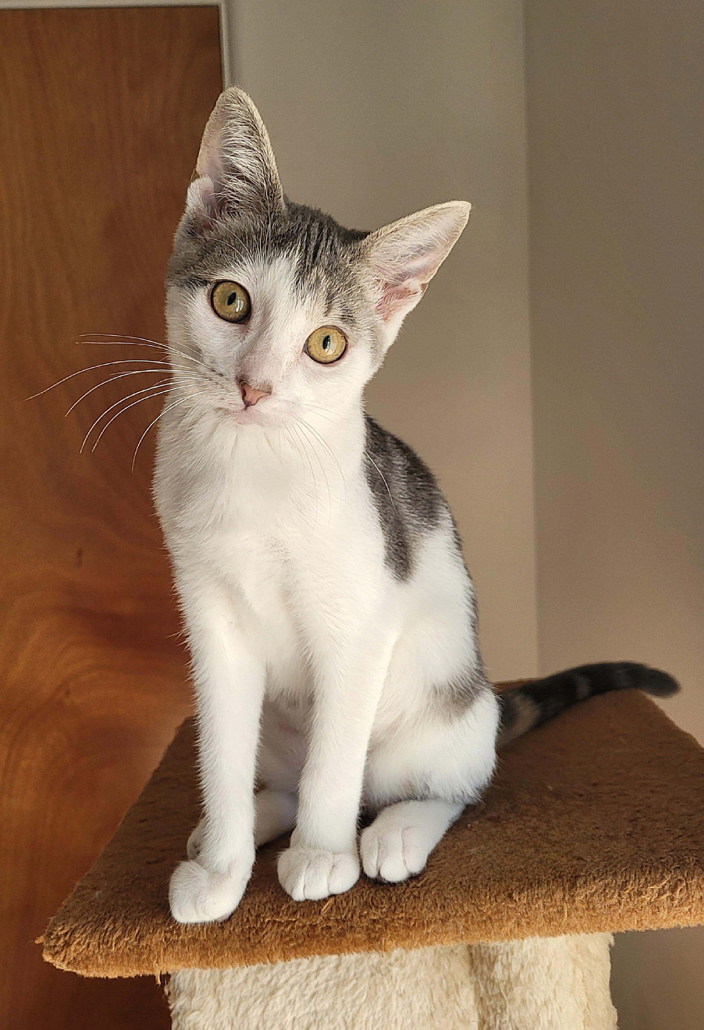Enlarge Sofie, a Adoptable Domestic Short Hair in Whitehall, PA image 1/3