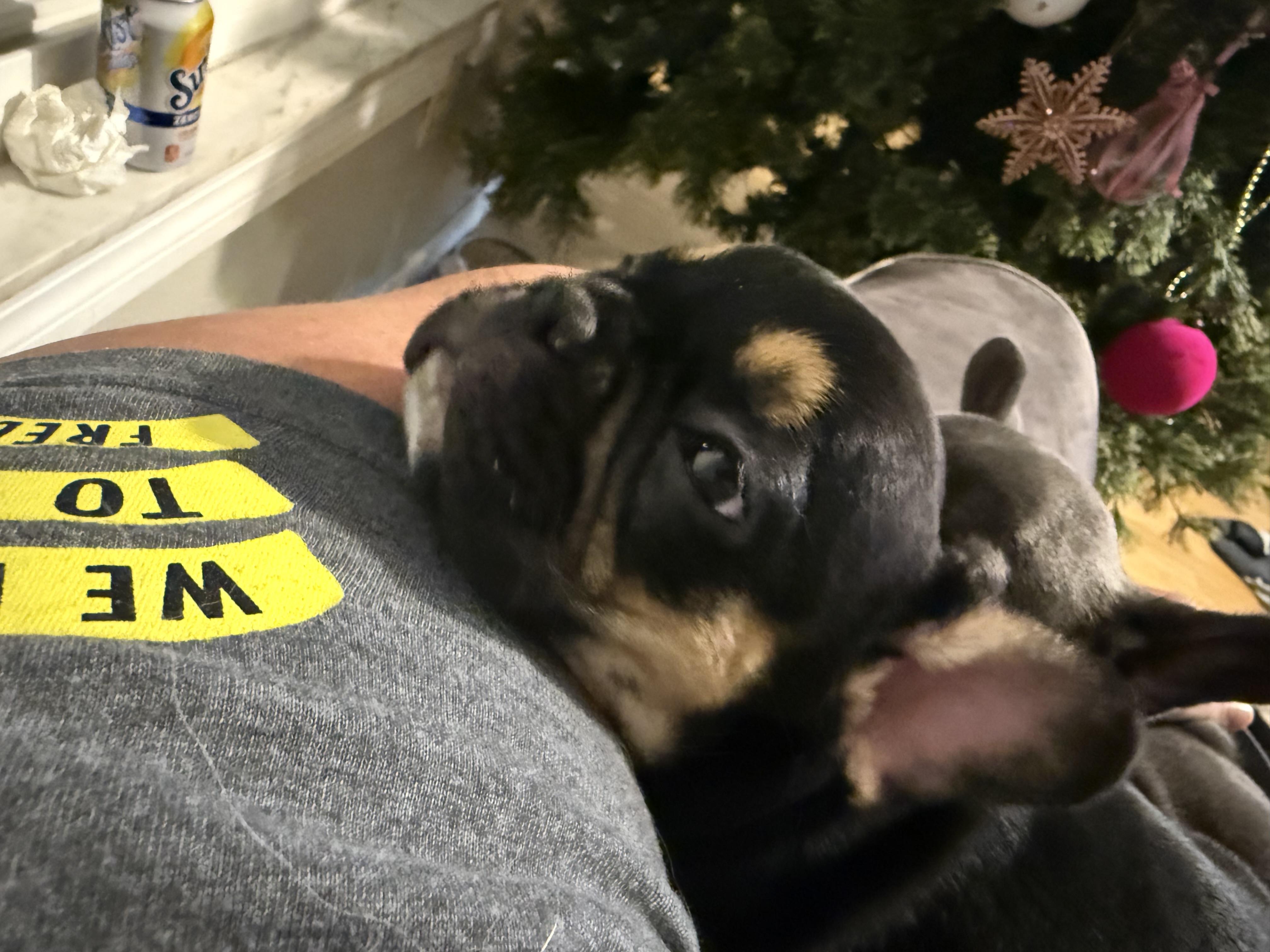 Valerie, Adopted, Young Female French Bulldog.