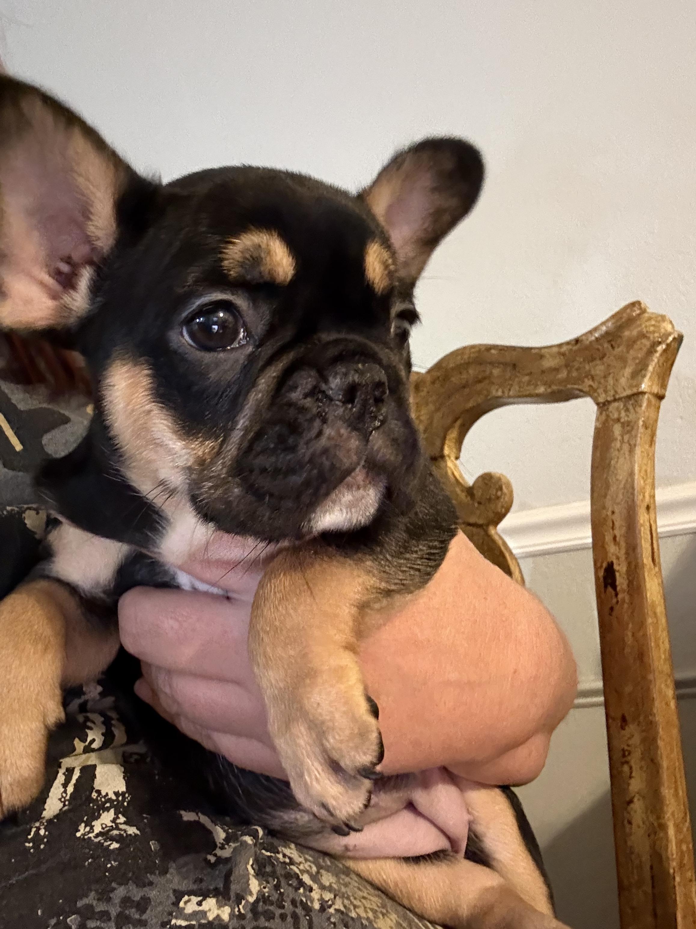 Enlarge Valerie, a Adopted French Bulldog in PALM BAY, FL image 2/3