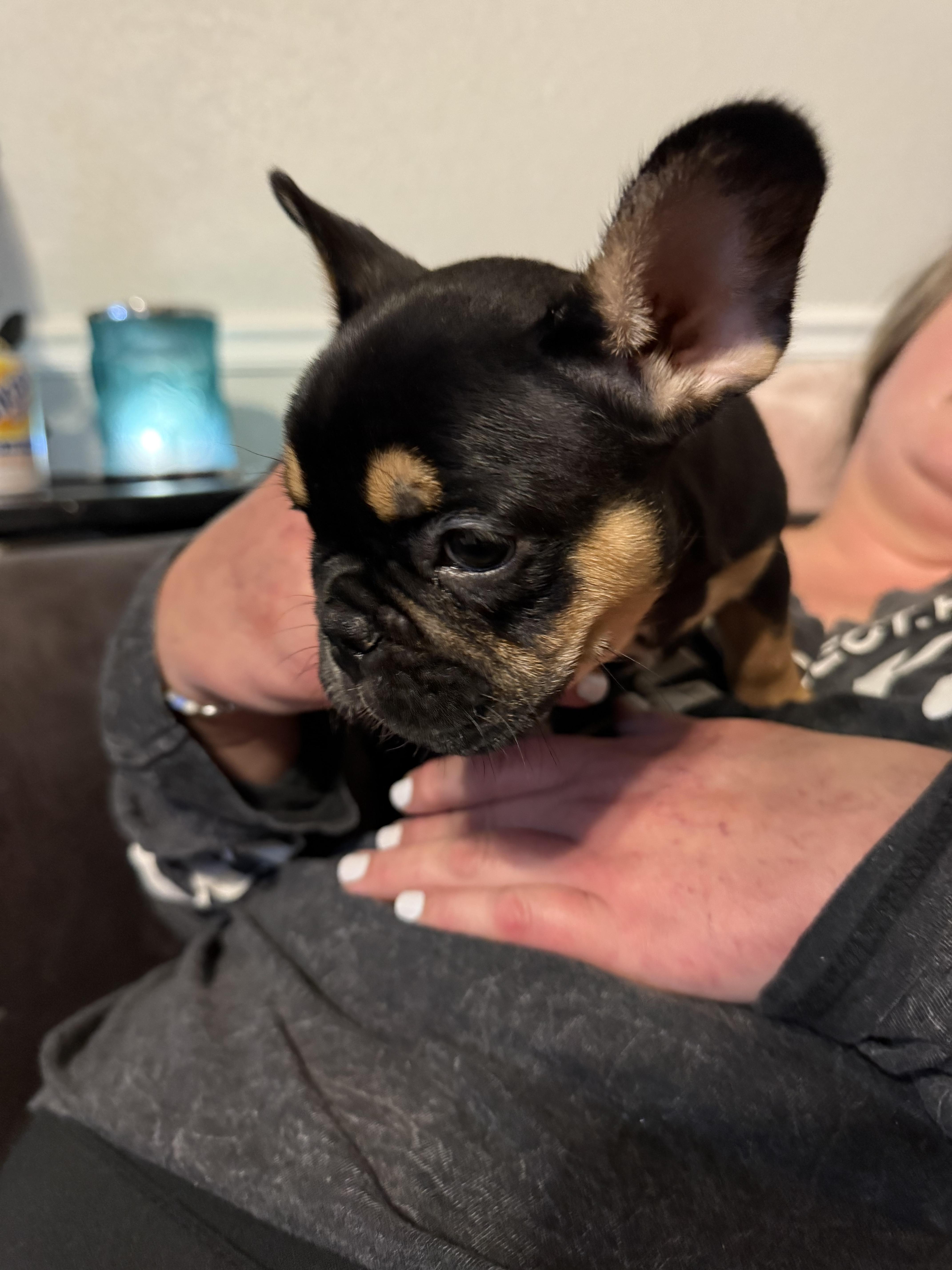 Enlarge Valerie, a Adopted French Bulldog in PALM BAY, FL image 3/3