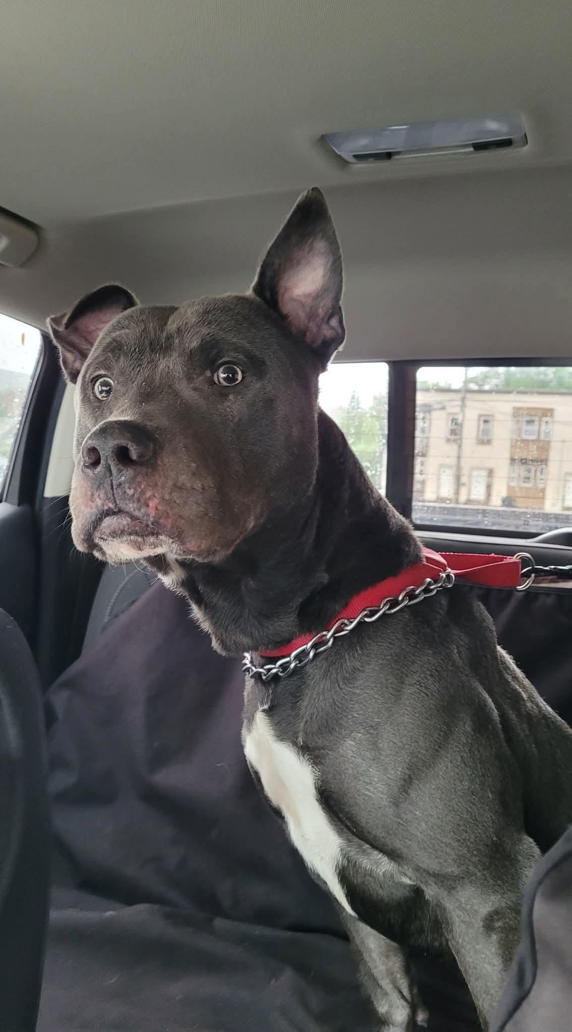 Enlarge King (5 Years Old), a Adopted Pit Bull Terrier in Albany, NY image 3/3