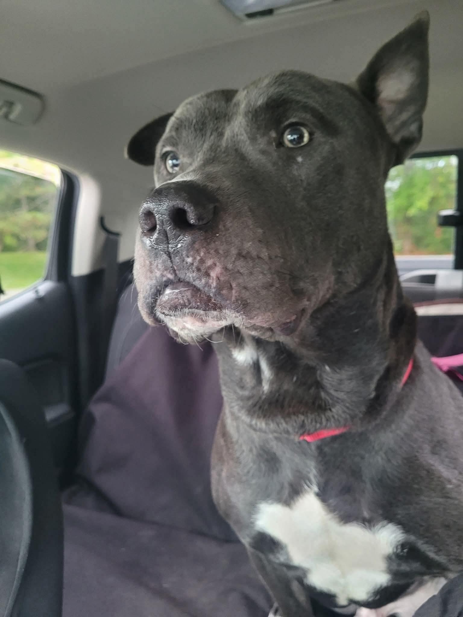 Enlarge King (5 Years Old), a Adopted Pit Bull Terrier in Albany, NY image 2/3