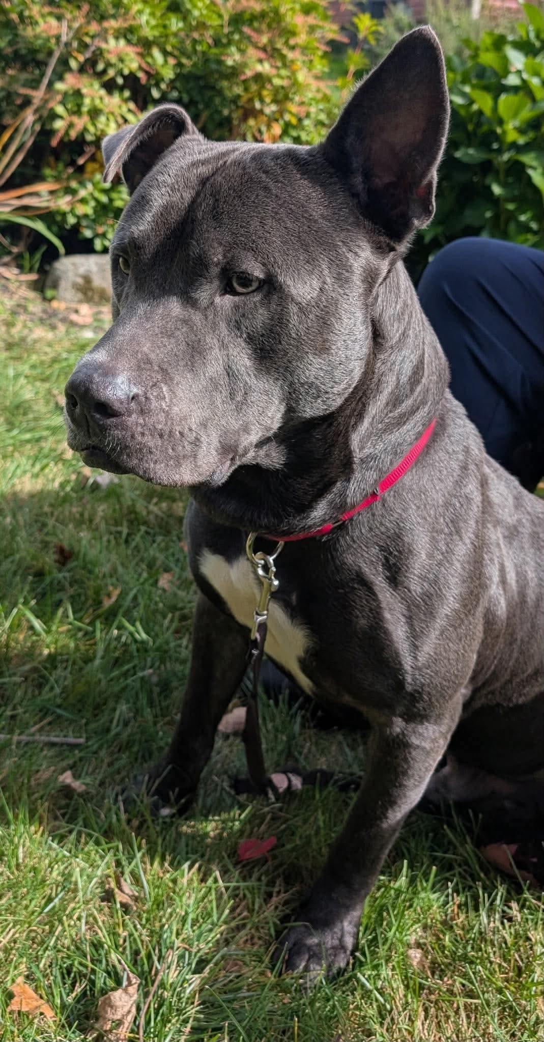 Enlarge King (5 Years Old), a Adopted Pit Bull Terrier in Albany, NY image 1/3
