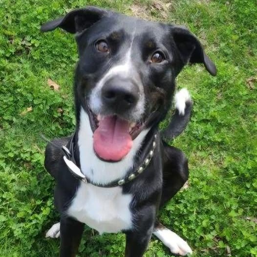 Enlarge 26-00339 LOKI, a ADOPTABLE mixed breed in Fredericksburg, VA image 1/2