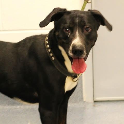 Enlarge 26-00339 LOKI, a ADOPTABLE mixed breed in Fredericksburg, VA image 2/2