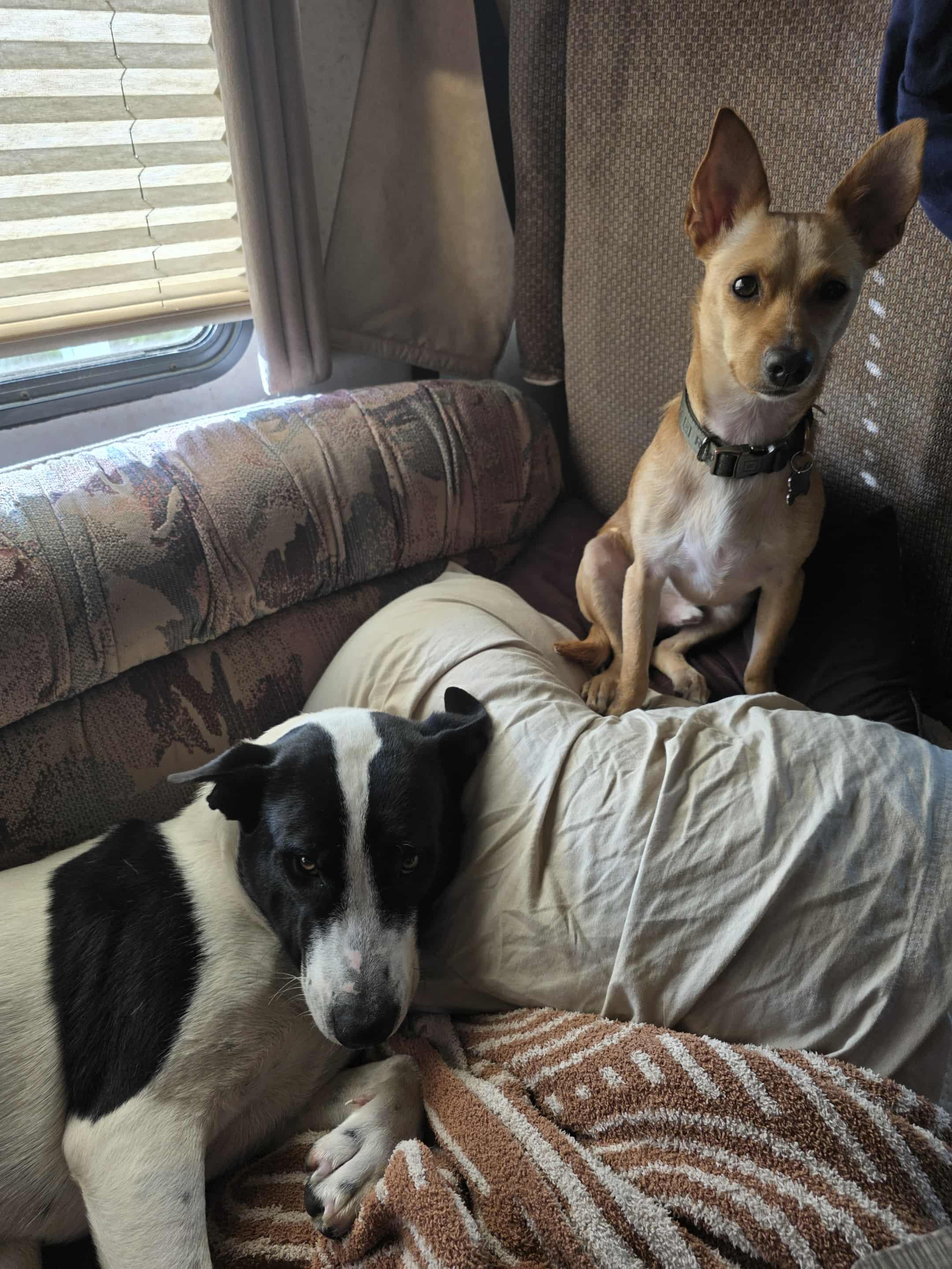 Piper , a Adoptable mixed breed in Auburn, WA image 3/6