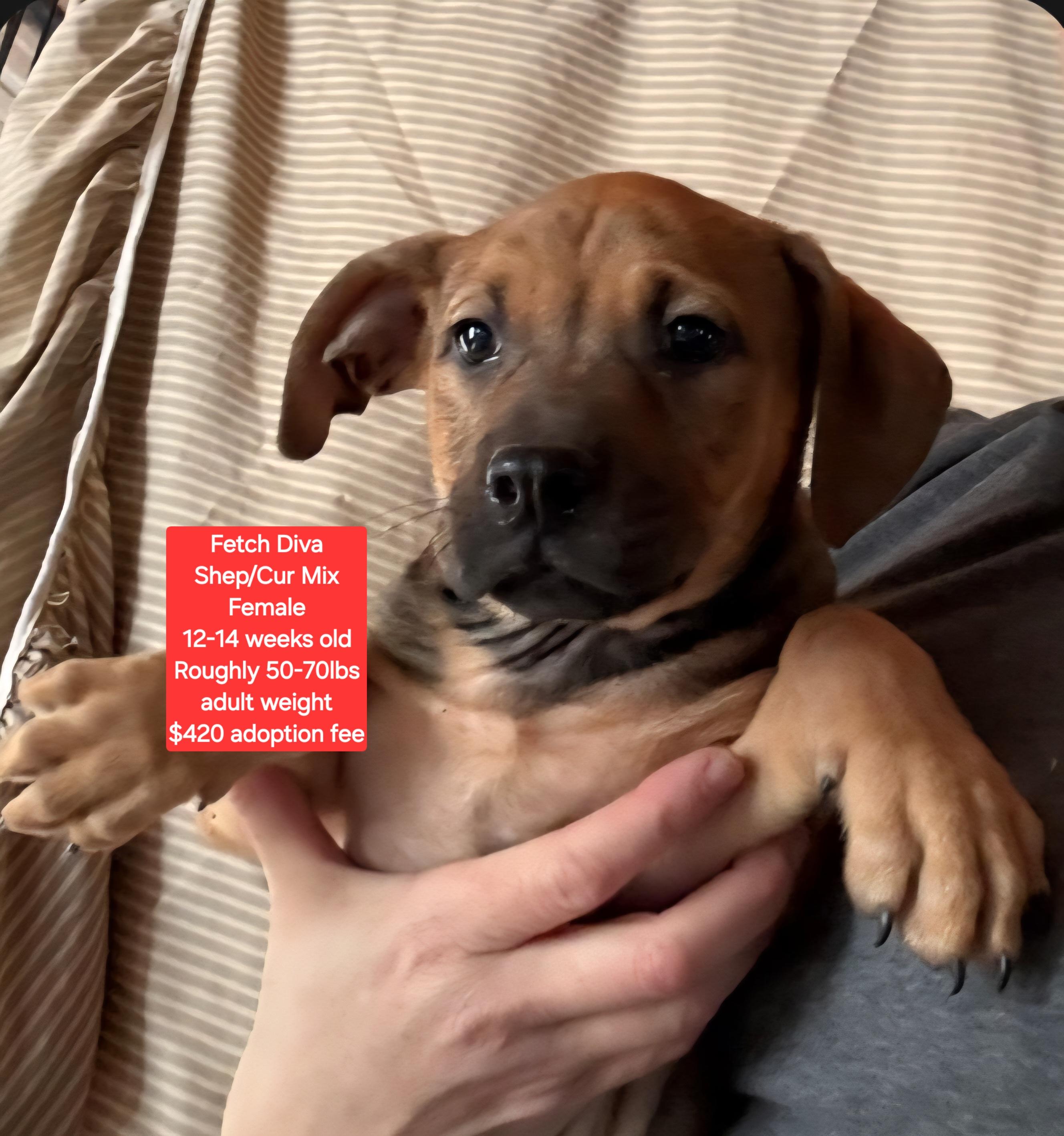 Enlarge Fetch Diva, an adopted mixed breed in Oviedo, FL image 1/1