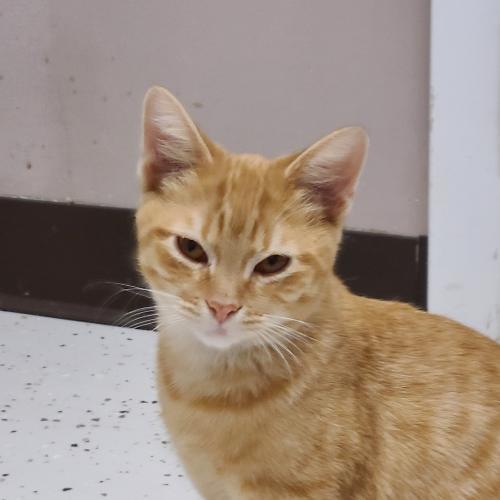 Simba, Adopted, Young Male Domestic Short Hair.