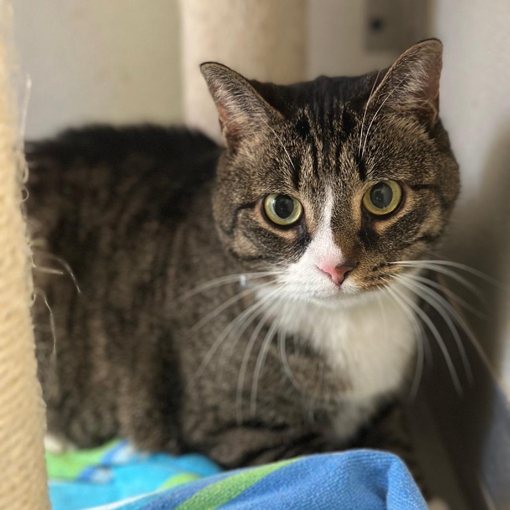 Enlarge Starfire, a Adoptable Domestic Short Hair in Brownsboro, AL image 1/2