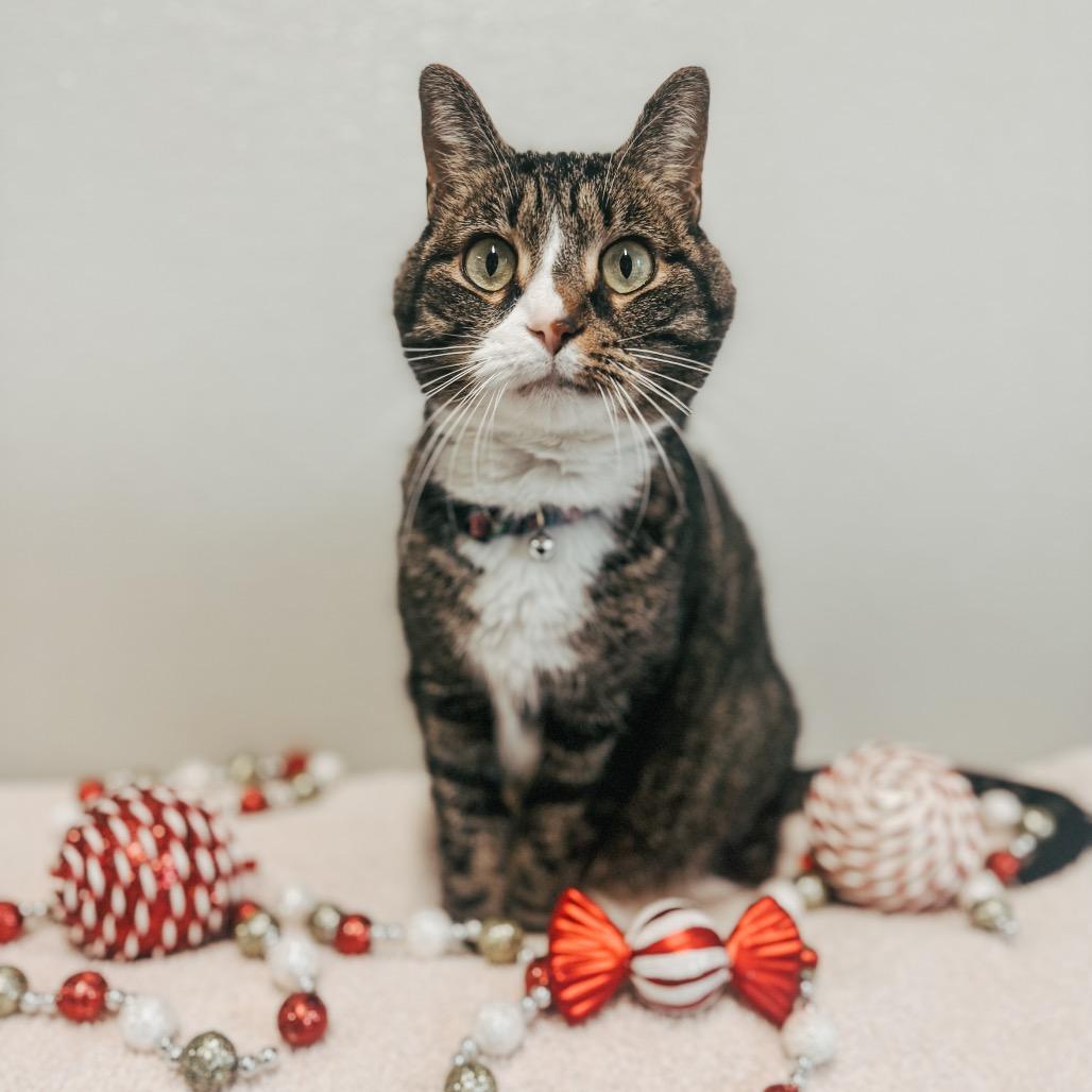 Enlarge Starfire, a Adoptable Domestic Short Hair in Brownsboro, AL image 2/2