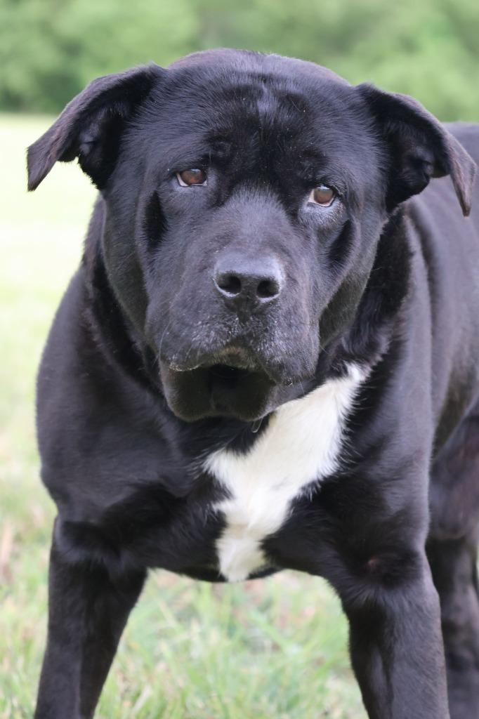 Aqua, Adoptable, Senior Male Mixed Breed.