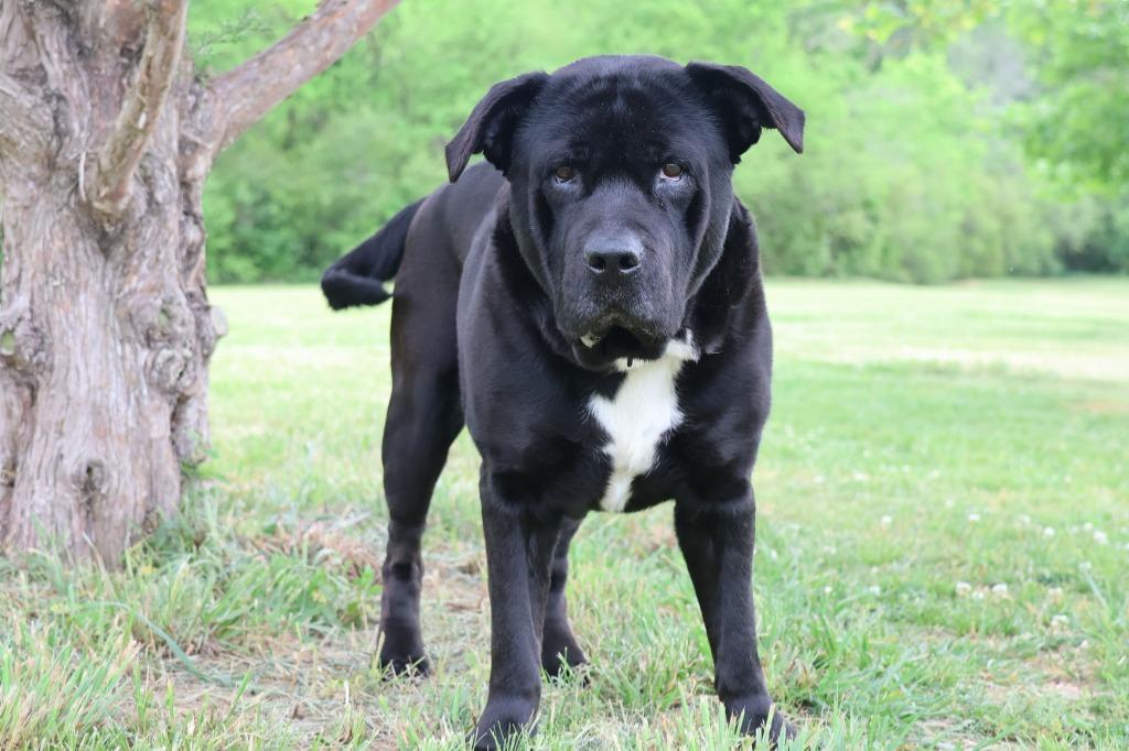 Enlarge Aqua, a Adoptable mixed breed in Columbia, TN image 2/5