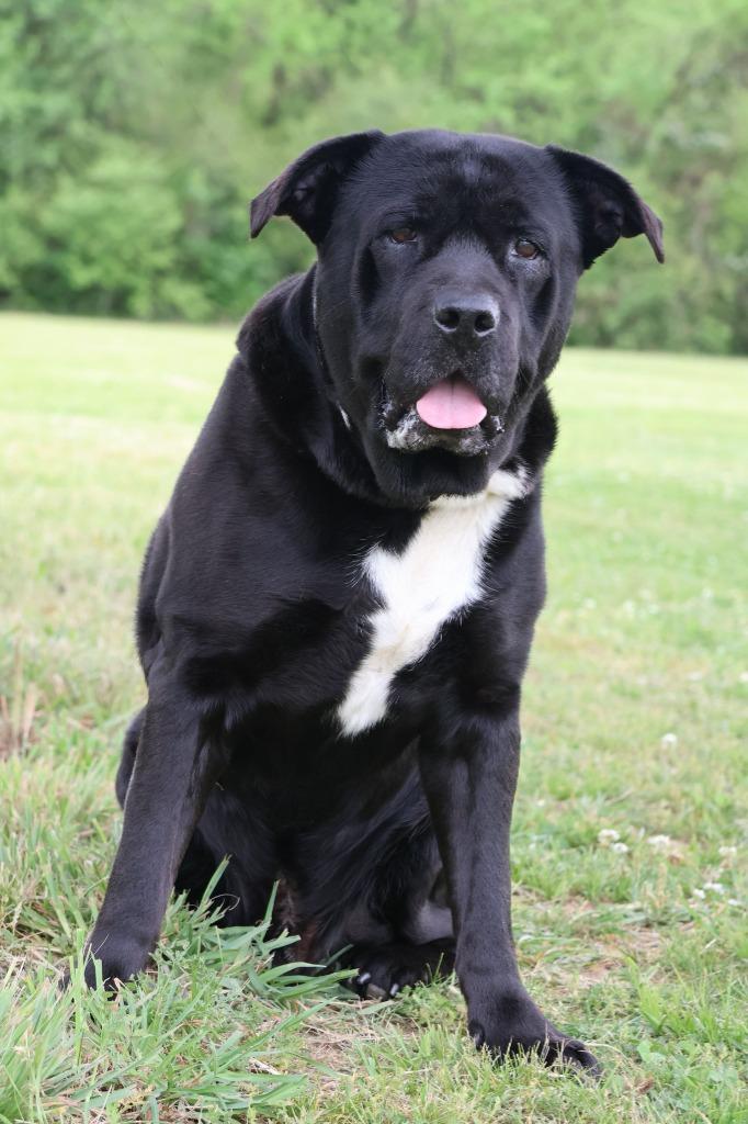 Enlarge Aqua, a Adoptable mixed breed in Columbia, TN image 3/5