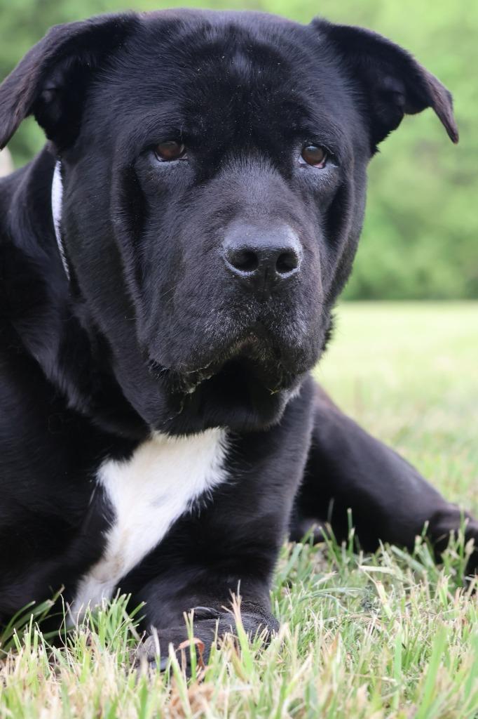 Enlarge Aqua, a Adoptable mixed breed in Columbia, TN image 4/5