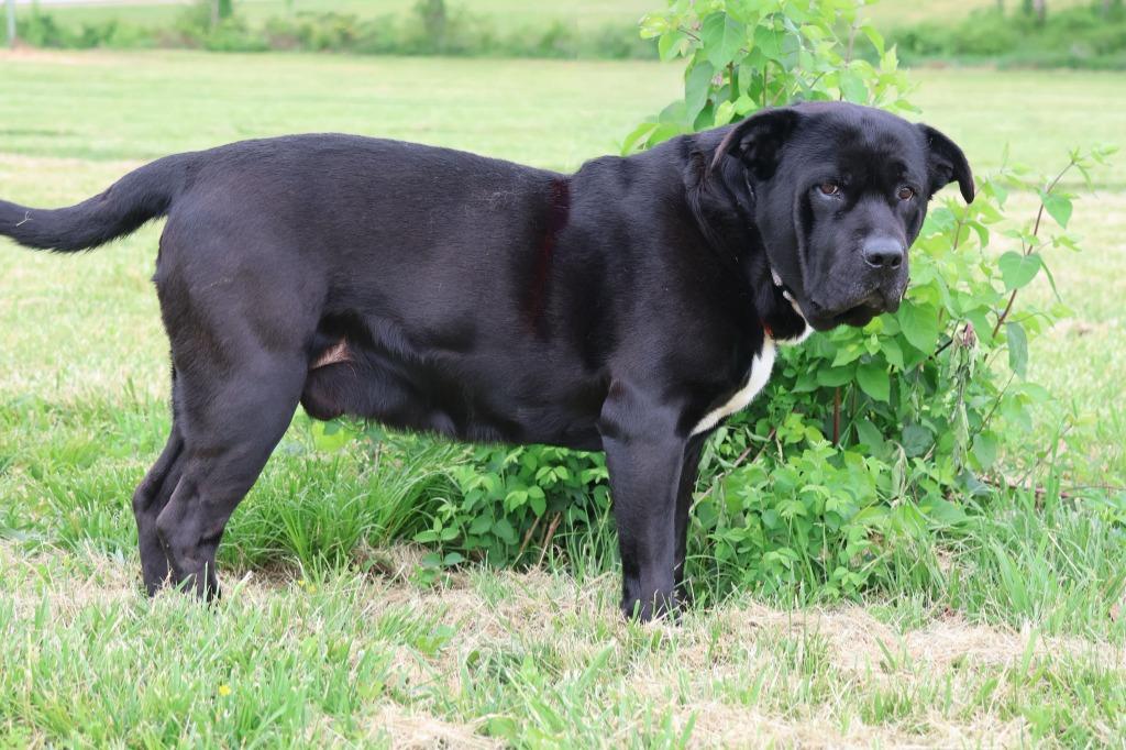 Enlarge Aqua, a Adoptable mixed breed in Columbia, TN image 5/5