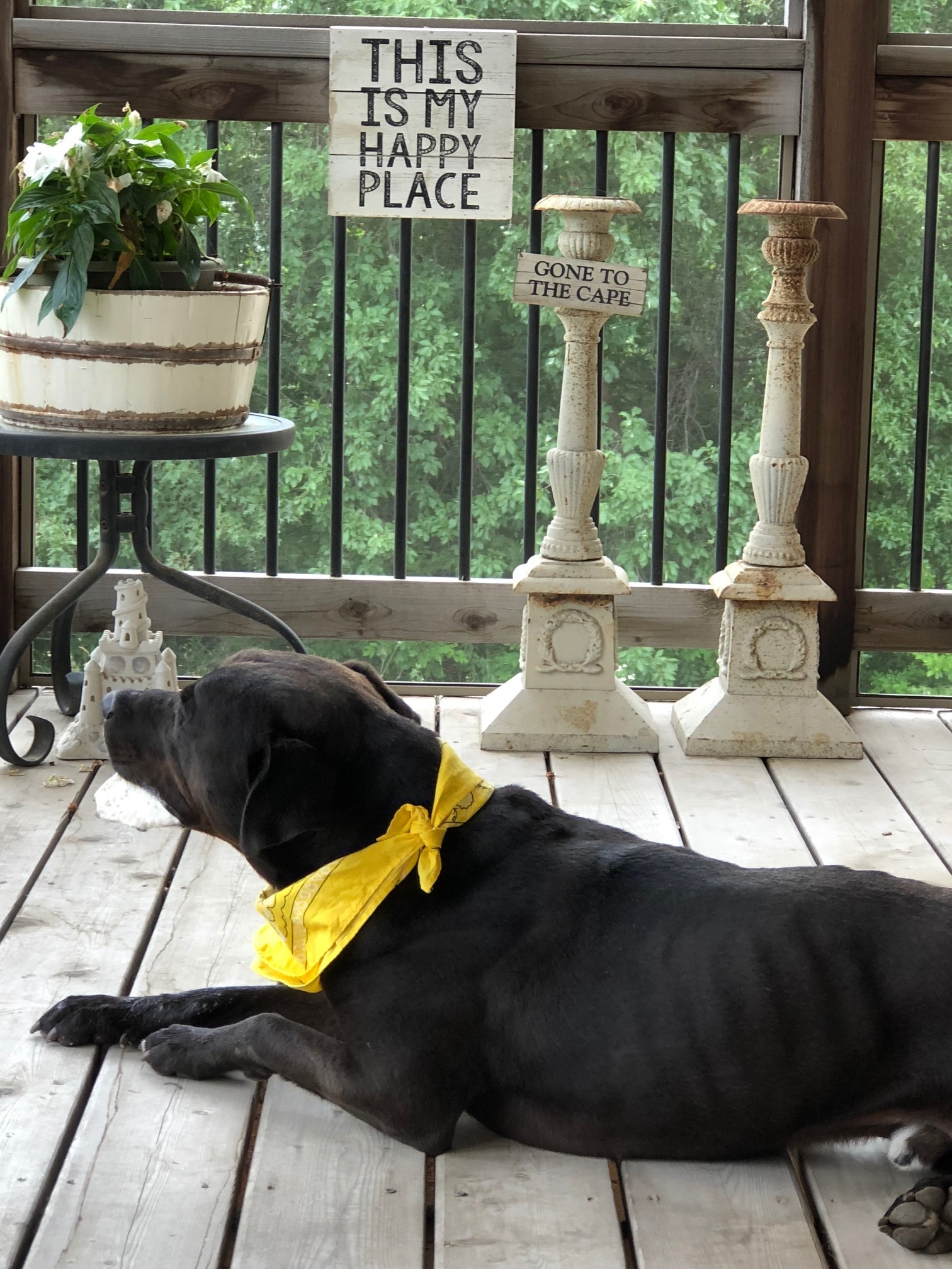 Bode, a Adopted mixed breed in Trimble, MO image 1/12