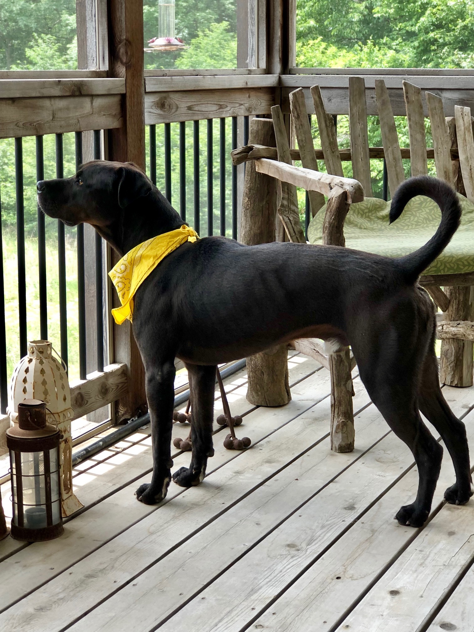 Bode, a Adopted mixed breed in Trimble, MO image 2/12