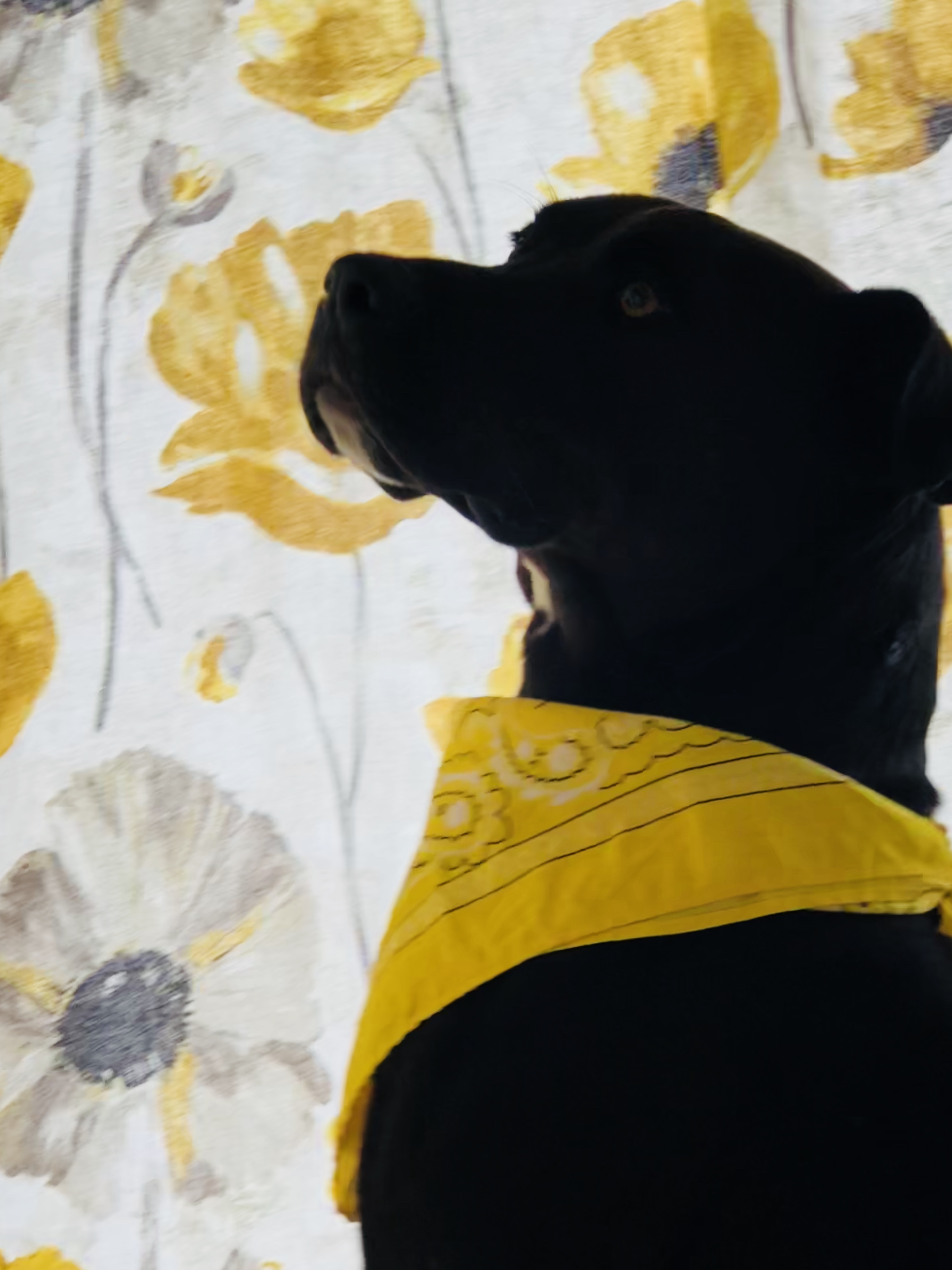 Bode, a Adopted mixed breed in Trimble, MO image 3/12