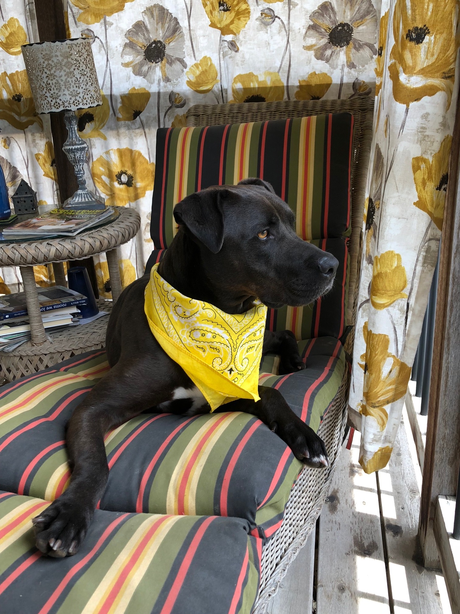 Bode, a Adopted mixed breed in Trimble, MO image 4/12